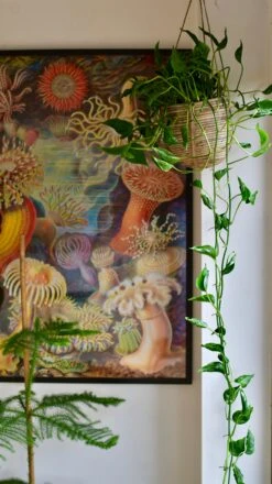 Epipremnum Aureum Shangri La, Javelin Or Sleeping Pothos -Happy House Plants Sale Store DSC 3922