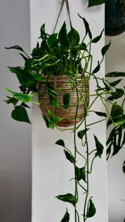 Epipremnum Aureum Shangri La, Javelin Or Sleeping Pothos -Happy House Plants Sale Store DSC 3925