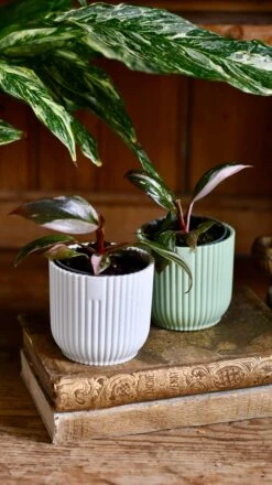 Baby Pink Princess Philodendron -Happy House Plants Sale Store DSC 3946