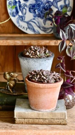 Sedum ‘Bordeaux Heart’ -Happy House Plants Sale Store DSC 4003