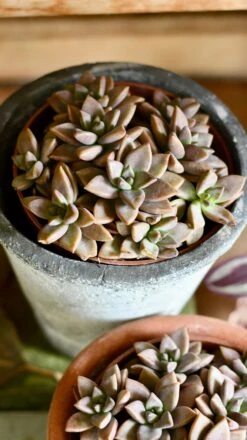 Sedum ‘Bordeaux Heart’ -Happy House Plants Sale Store DSC 4006