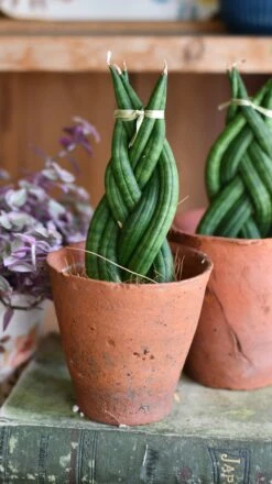 Sansevieria Cylindrica 'Braided' | Cylindrical Snake Plant | African Spear | Cylindrical Mother-in-laws-tongue -Happy House Plants Sale Store DSC 4024