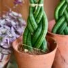 Sansevieria Cylindrica 'Braided' | Cylindrical Snake Plant | African Spear | Cylindrical Mother-in-laws-tongue