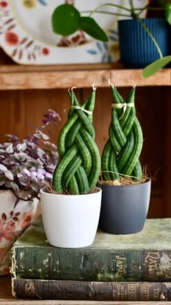 Sansevieria Cylindrica 'Braided' | Cylindrical Snake Plant | African Spear | Cylindrical Mother-in-laws-tongue -Happy House Plants Sale Store DSC 4032
