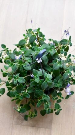 Streptocarpus Saxorum -Happy House Plants Sale Store DSC 4044