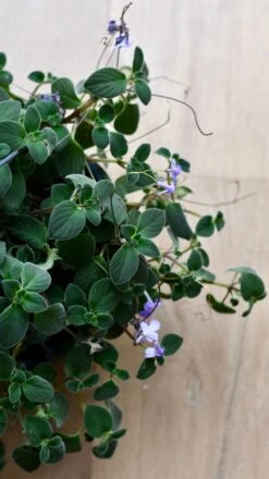 Streptocarpus Saxorum -Happy House Plants Sale Store DSC 4046