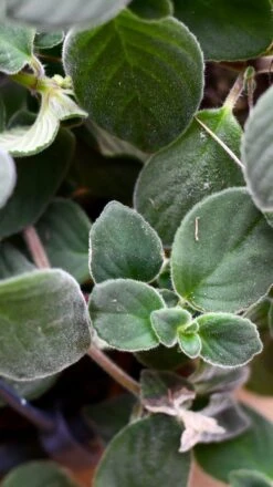 Streptocarpus Saxorum -Happy House Plants Sale Store DSC 4048