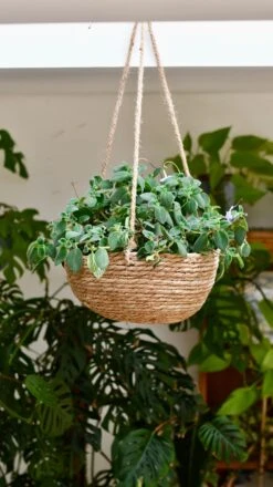 Streptocarpus Saxorum -Happy House Plants Sale Store DSC 4058