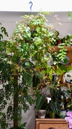 Cissus Ellen Danica Or Mermaid Vine -Happy House Plants Sale Store DSC 4079