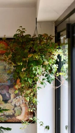 Cissus Ellen Danica Or Mermaid Vine -Happy House Plants Sale Store DSC 4083