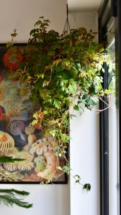 Cissus Ellen Danica Or Mermaid Vine