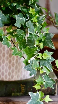 English Ivy (Hedera Helix) -Happy House Plants Sale Store DSC 4173
