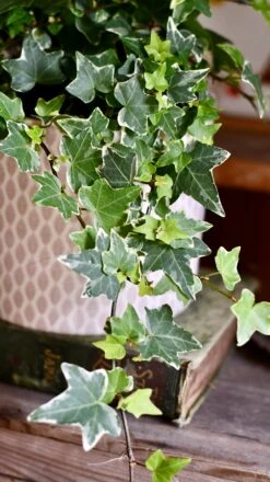 English Ivy (Hedera Helix) -Happy House Plants Sale Store DSC 4196