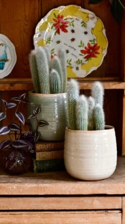 Old Man Cactus (Cephalocereus) -Happy House Plants Sale Store DSC 4206