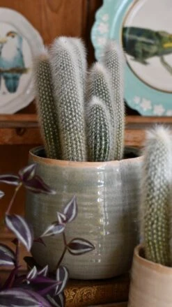 Old Man Cactus (Cephalocereus) -Happy House Plants Sale Store DSC 4211