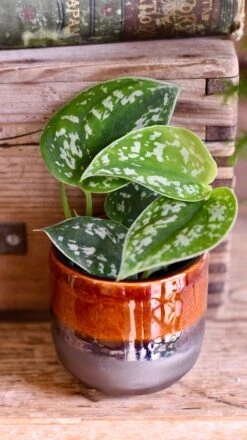 Baby Scindapsus Pictus Argyraeus (Satin Pothos) -Happy House Plants Sale Store DSC 4244