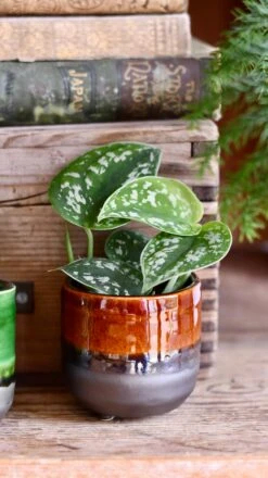 Baby Scindapsus Pictus Argyraeus (Satin Pothos) -Happy House Plants Sale Store DSC 4248