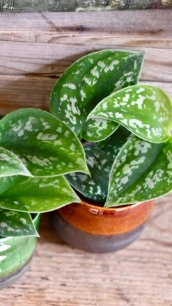 Baby Scindapsus Pictus Argyraeus (Satin Pothos) -Happy House Plants Sale Store DSC 4249