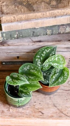 Baby Scindapsus Pictus Argyraeus (Satin Pothos) -Happy House Plants Sale Store DSC 4252