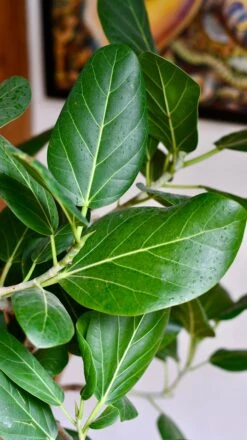 Twisted Stem Ficus Benghalensis Audrey | Bengal Fig | Large Indoor Tree -Happy House Plants Sale Store DSC 4304