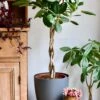Twisted Stem Ficus Benghalensis Audrey | Bengal Fig | Large Indoor Tree