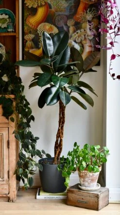 Twisted Stem Ficus Elastica (Rubber Plant) | Happy Houseplants | Indoor Tree -Happy House Plants Sale Store DSC 4323