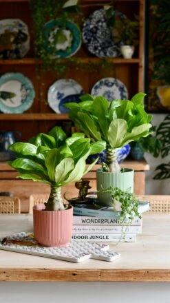 Brighamia Insignis (Hawaiian Palm, Alula) -Happy House Plants Sale Store DSC 8921