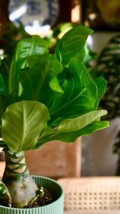 Brighamia Insignis (Hawaiian Palm, Alula) -Happy House Plants Sale Store DSC 8929