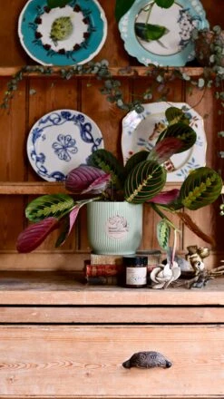Maranta Fascinator Plant Gift Set (Optional Scented Candle & Plant Food) -Happy House Plants Sale Store DSC 9609