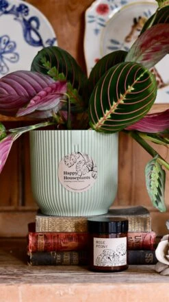 Maranta Fascinator Plant Gift Set (Optional Scented Candle & Plant Food) -Happy House Plants Sale Store DSC 9613
