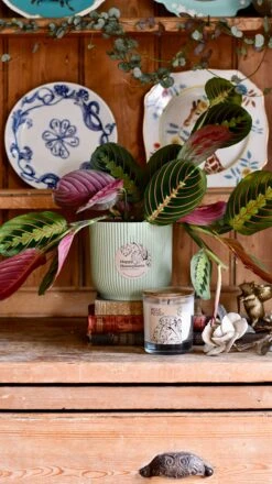 Maranta Fascinator Plant Gift Set (Optional Scented Candle & Plant Food) -Happy House Plants Sale Store DSC 9621