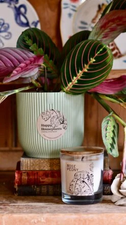 Maranta Fascinator Plant Gift Set (Optional Scented Candle & Plant Food) -Happy House Plants Sale Store DSC 9623