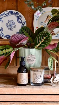 Maranta Fascinator Plant Gift Set (Optional Scented Candle & Plant Food) -Happy House Plants Sale Store DSC 9629