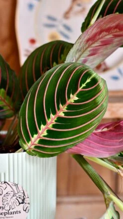 Maranta Fascinator Plant Gift Set (Optional Scented Candle & Plant Food) -Happy House Plants Sale Store DSC 9635