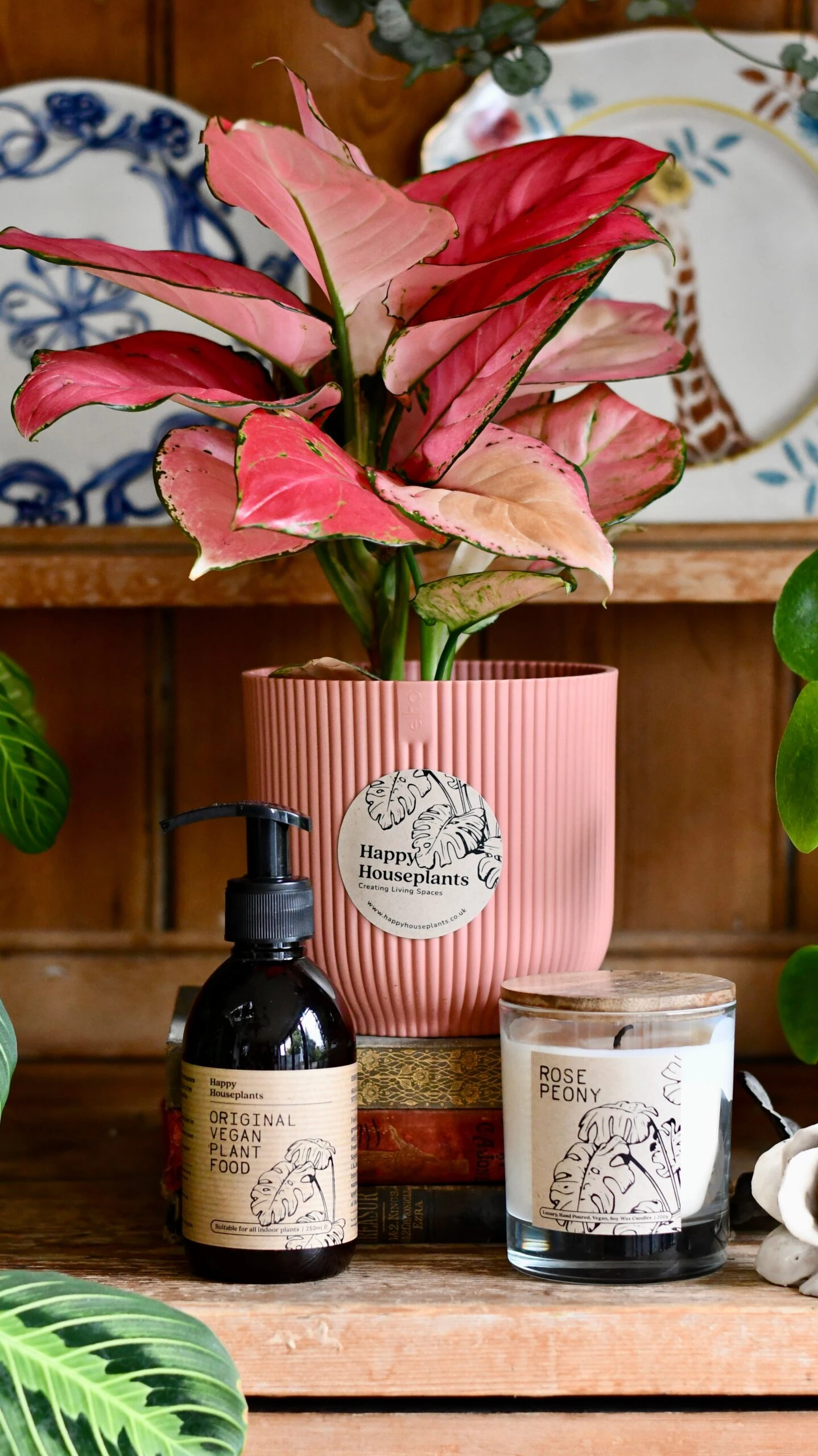 Aglaonema Pink Star Plant Gift Set With Pink Elho Pot (Optional Scented Candle & Plant Food) 1 Aglaonema Pink Star Plant Gift Set With Pink Elho Pot (Optional Scented Candle & Plant Food)