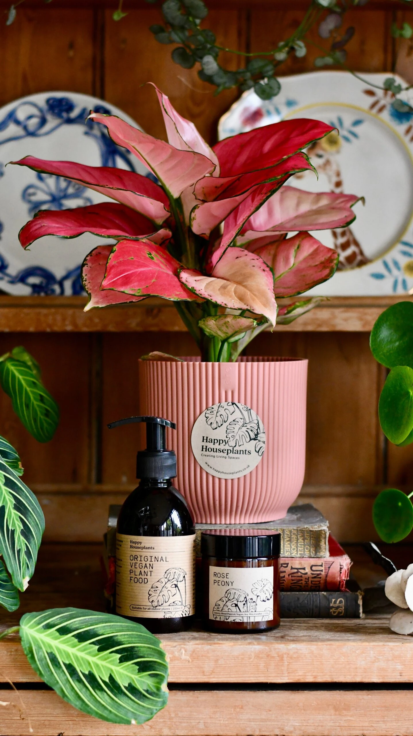 Aglaonema Pink Star Plant Gift Set With Pink Elho Pot (Optional Scented Candle & Plant Food) 2 Aglaonema Pink Star Plant Gift Set With Pink Elho Pot (Optional Scented Candle & Plant Food) - Image 2