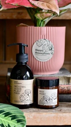 Aglaonema Pink Star Plant Gift Set With Pink Elho Pot (Optional Scented Candle & Plant Food) 9 Aglaonema Pink Star Plant Gift Set With Pink Elho Pot (Optional Scented Candle & Plant Food) -Happy House Plants Sale Store DSC 9660