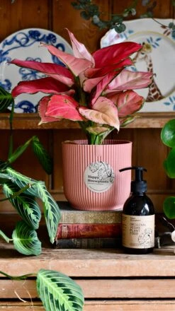 Aglaonema Pink Star Plant Gift Set With Pink Elho Pot (Optional Scented Candle & Plant Food) 10 Aglaonema Pink Star Plant Gift Set With Pink Elho Pot (Optional Scented Candle & Plant Food) -Happy House Plants Sale Store DSC 9665