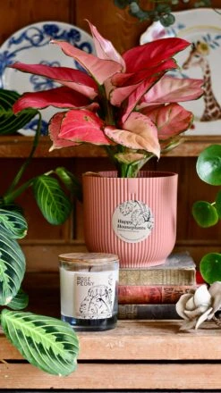 Aglaonema Pink Star Plant Gift Set With Pink Elho Pot (Optional Scented Candle & Plant Food) 8 Aglaonema Pink Star Plant Gift Set With Pink Elho Pot (Optional Scented Candle & Plant Food) -Happy House Plants Sale Store DSC 9677