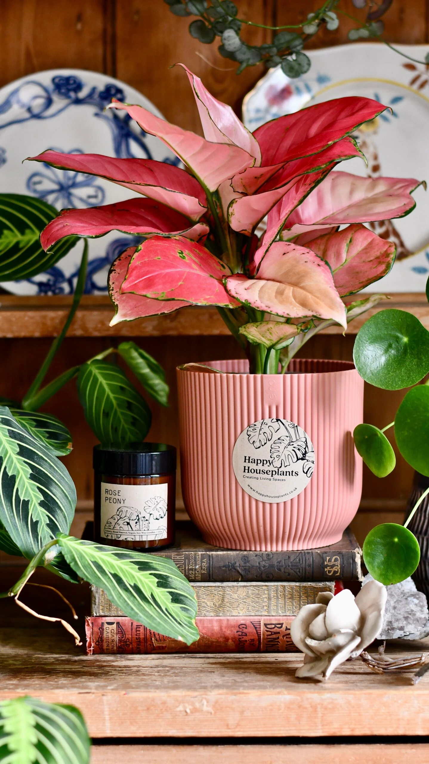 Aglaonema Pink Star Plant Gift Set With Pink Elho Pot (Optional Scented Candle & Plant Food) 6 Aglaonema Pink Star Plant Gift Set With Pink Elho Pot (Optional Scented Candle & Plant Food) - Image 6