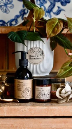 Philodendron Micans Plant Gift Set With White Elho Pot (Optional Scented Candle & Plant Food) -Happy House Plants Sale Store DSC 9702