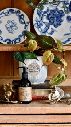 Philodendron Micans Plant Gift Set With White Elho Pot (Optional Scented Candle & Plant Food) -Happy House Plants Sale Store DSC 9706