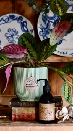 Maranta Fascinator Plant Gift Set (Optional Scented Candle & Plant Food) -Happy House Plants Sale Store DSC 9761