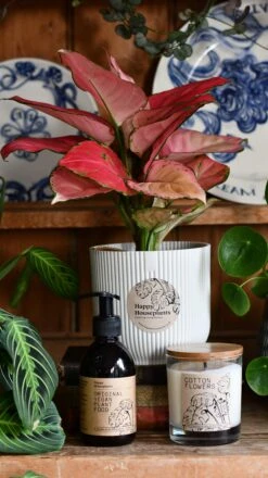 Aglaonema Pink Star Plant Gift Set With White Elho Pot (Optional Scented Candle & Plant Food) -Happy House Plants Sale Store DSC 9802