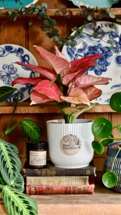 Aglaonema Pink Star Plant Gift Set With White Elho Pot (Optional Scented Candle & Plant Food) -Happy House Plants Sale Store DSC 9817