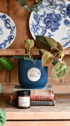 Philodendron Micans Plant Gift Set With Blue Elho Pot (Optional Scented Candle & Plant Food) -Happy House Plants Sale Store DSC 9820