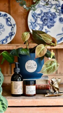 Philodendron Micans Plant Gift Set With Blue Elho Pot (Optional Scented Candle & Plant Food) -Happy House Plants Sale Store DSC 9824