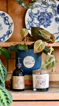 Philodendron Micans Plant Gift Set With Blue Elho Pot (Optional Scented Candle & Plant Food) -Happy House Plants Sale Store DSC 9826