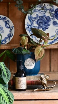 Philodendron Micans Plant Gift Set With Blue Elho Pot (Optional Scented Candle & Plant Food)