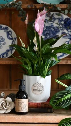 Spathiphyllum Bellini Plant Gift Set With White Elho Pot (Optional Scented Candle & Plant Food) -Happy House Plants Sale Store DSC 9843